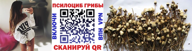 Псилоцибиновые грибы Cubensis  где продают наркотики  Ленинск 